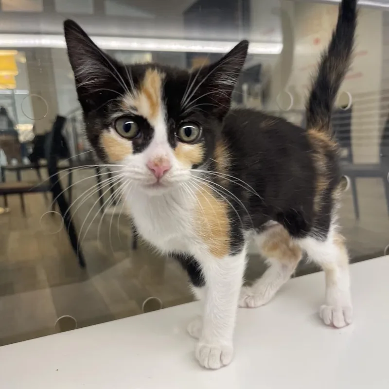 A baby small-sized female Domestic Short Hair cat named Pepsi for adoption in Los Angeles, CA