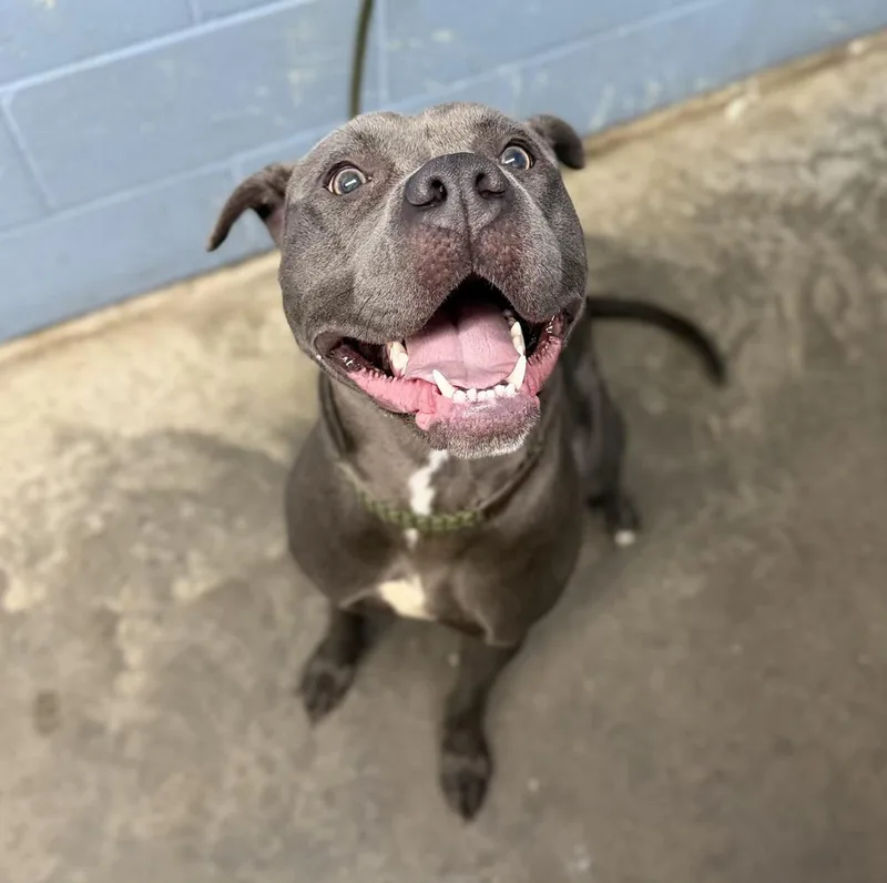 An adult large-sized female Gray / Blue / Silver Pit Bull Terrier dog named Staple for adoption in Evansville, IN