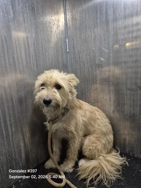 An adult small-sized male Schnauzer dog named Fitzgerald for adoption in San Antonio, TX