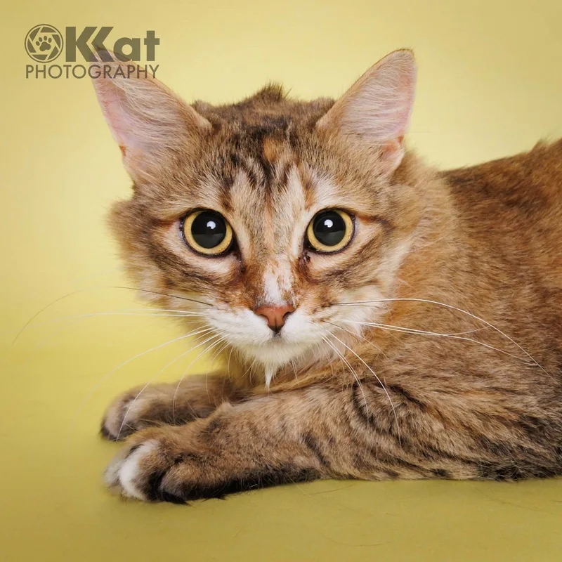 An adult medium-sized female Domestic Long Hair cat named Janus for adoption in Crescent, OK