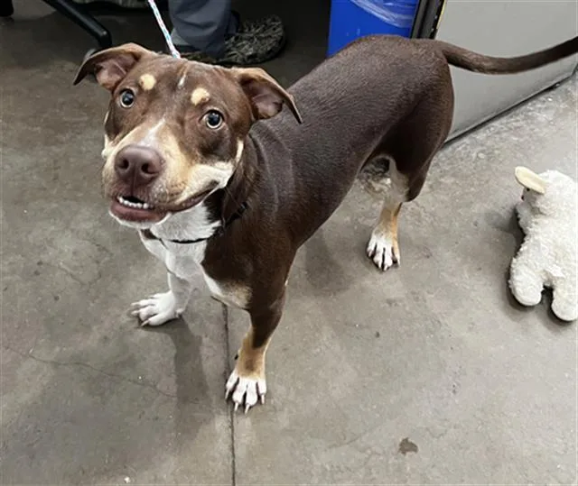 A young large-sized female Mixed Breed dog named Lilly for adoption in Dallas, TX