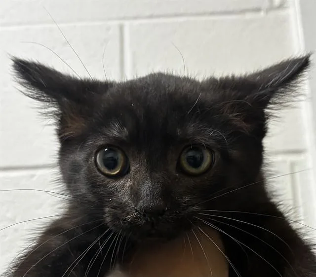 A baby small-sized female Domestic Short Hair cat named Bianca for adoption in Upper Marlboro, MD