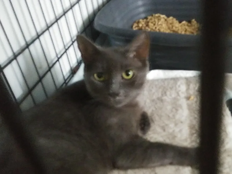 An adult medium-sized female Gray / Blue / Silver Domestic Short Hair cat named Taz for adoption in Port Wentworth, GA