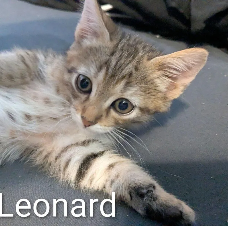 Leonard