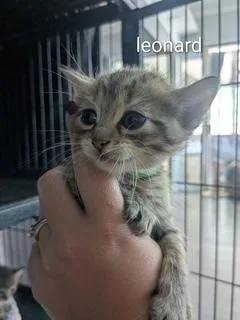 Leonard thumbnail 2