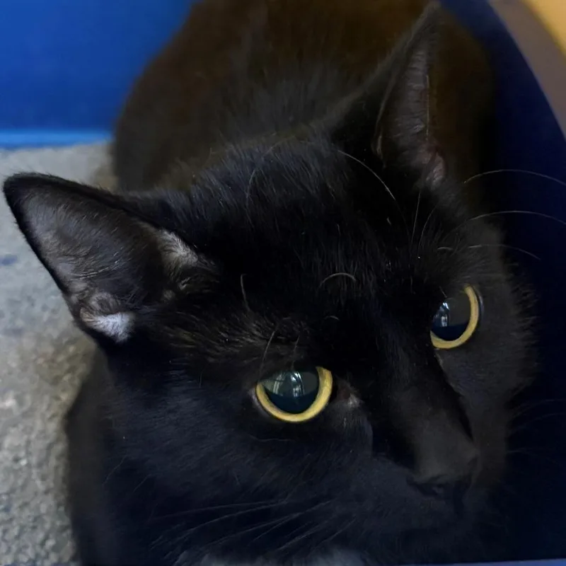An adult small-sized female Black Domestic Short Hair cat named Saturday for adoption in East Hanover, NJ