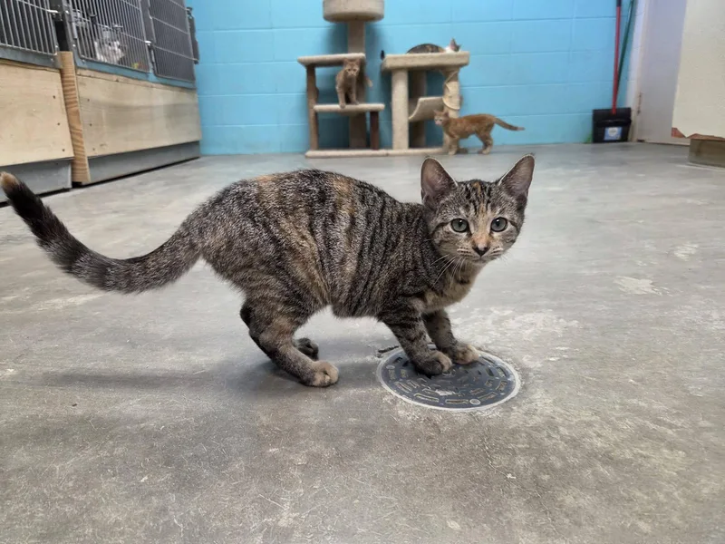 A young medium-sized female Domestic Short Hair cat named Horsey for adoption in Chilton, WI