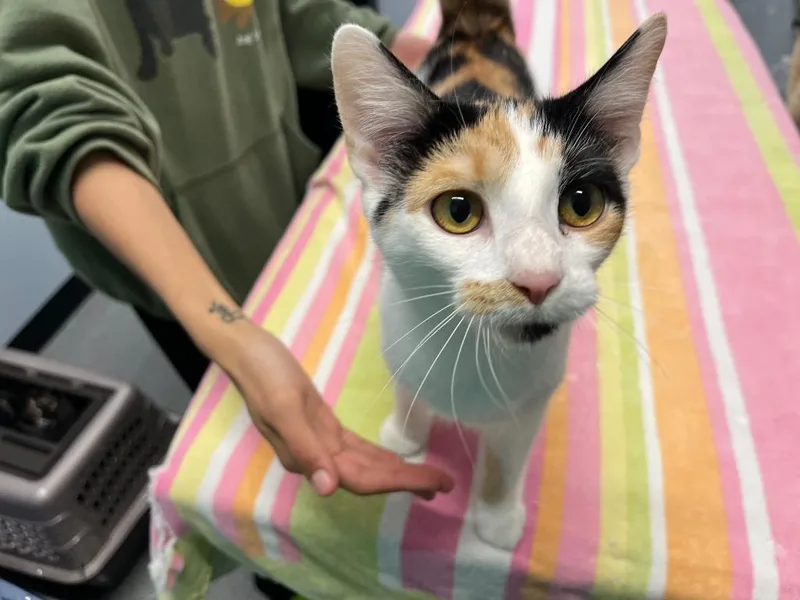 Pine Warbler thumbnail 2