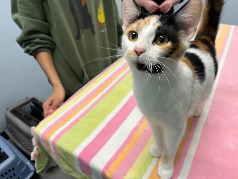 Pine Warbler thumbnail 3