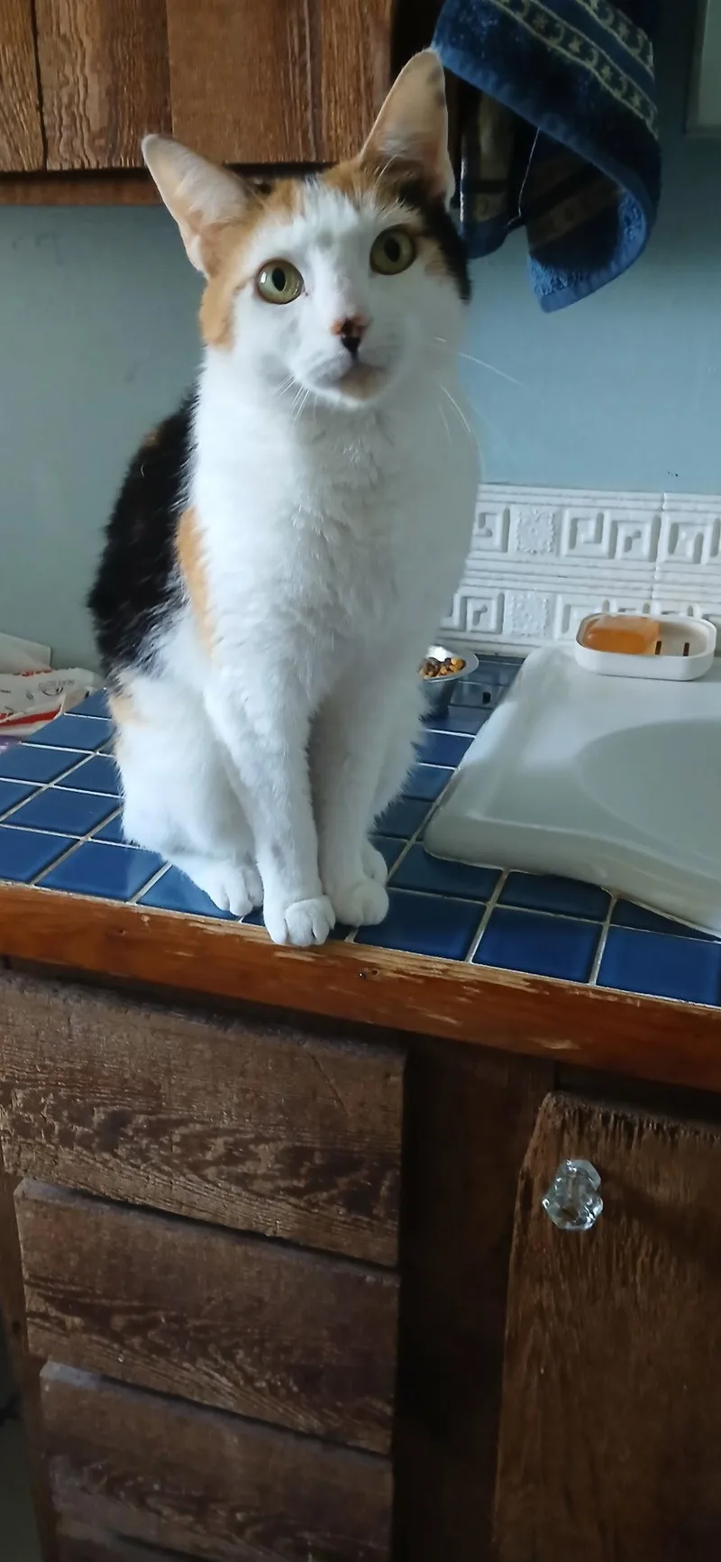 An adult medium-sized female Domestic Short Hair cat named Moon Pi for adoption in Satellite Beach, FL