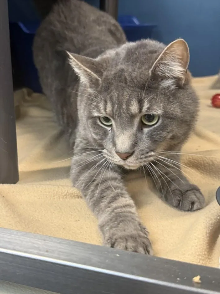 An adult large-sized male Domestic Short Hair cat named Klaus for adoption in Hagerstown, MD