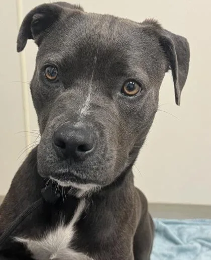 A young medium-sized female Black Mixed Breed dog named Meredith for adoption in Hamilton, OH