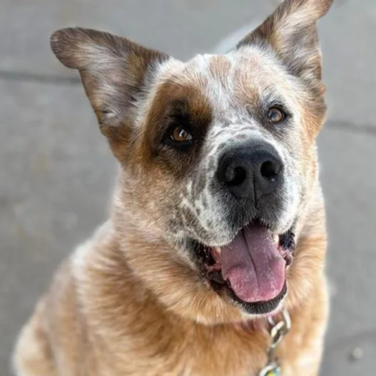 An adult large-sized male Red / Chestnut / Orange Cattle Dog dog named Buddy D for adoption in Princeton, MN