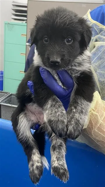 A baby large-sized female Mixed Breed dog named Genius for adoption in Dallas, TX