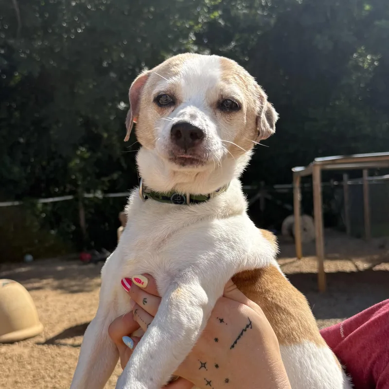 An adult small-sized male Yellow / Tan / Blond / Fawn Chihuahua dog named Momo for adoption in Columbia, SC