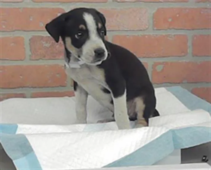 A baby small-sized male American Staffordshire Terrier dog named A for adoption in Houston, TX