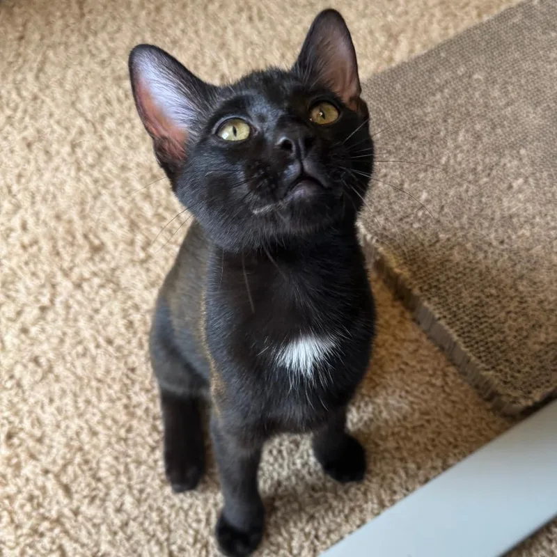 A baby small-sized male Domestic Short Hair cat named Aster for adoption in Fairfax, VA