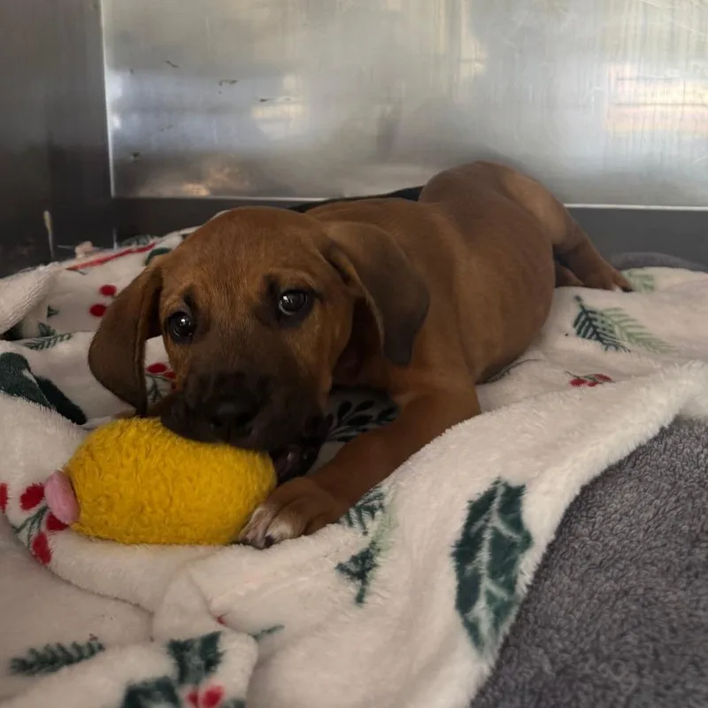 A baby small-sized male Yellow / Tan / Blond / Fawn Mixed Breed dog named Lil' Bruno for adoption in Saint Charles, MO