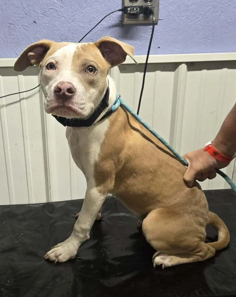 A young medium-sized female White / Cream Pit Bull Terrier dog named Cup Cake for adoption in Waverly, OH