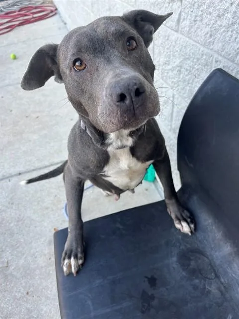 An adult medium-sized female Mixed Breed dog named Eira for adoption in Jacksonville, FL