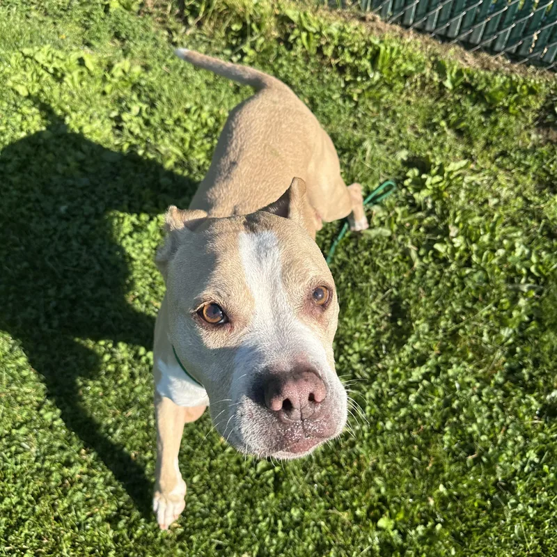 A senior medium-sized female Apricot / Beige Mixed Breed dog named Gertrude for adoption in Myerstown, PA