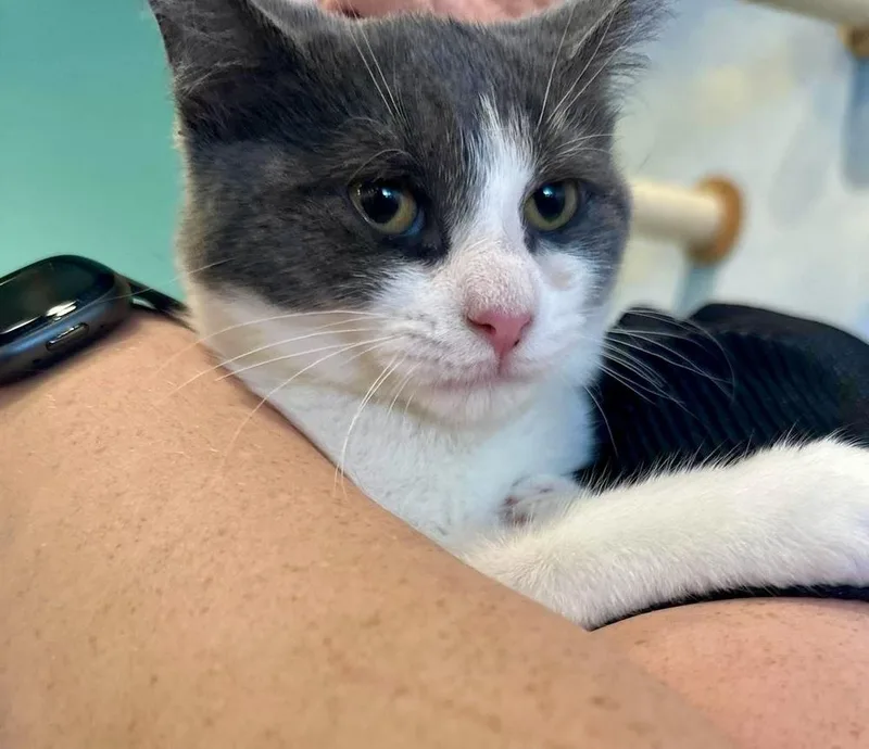 A baby small-sized female Gray & White Domestic Short Hair cat named Flea for adoption in Chicago, IL