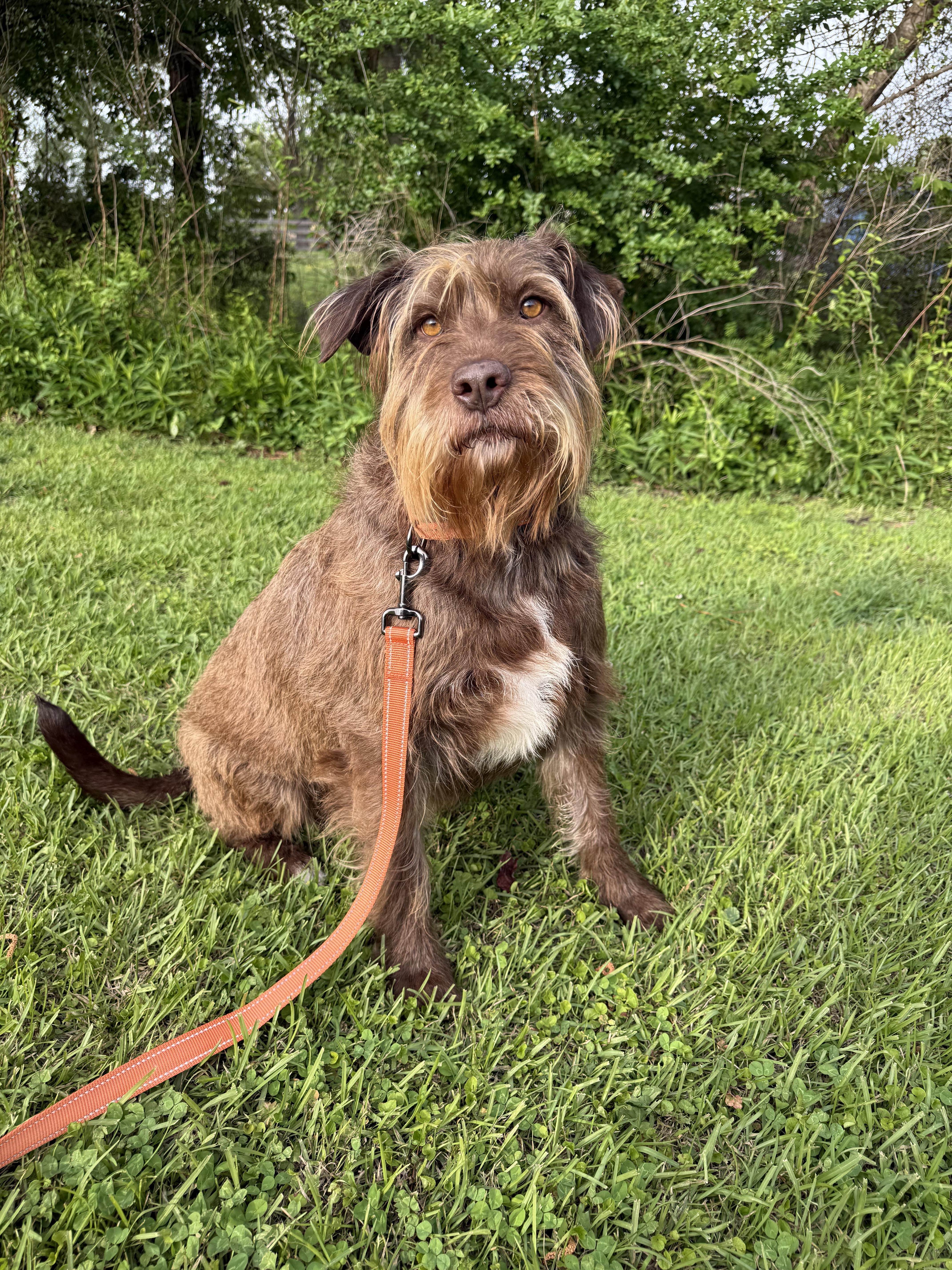 An adult large-sized female Giant Schnauzer dog named Cloud for adoption in Willard, NC