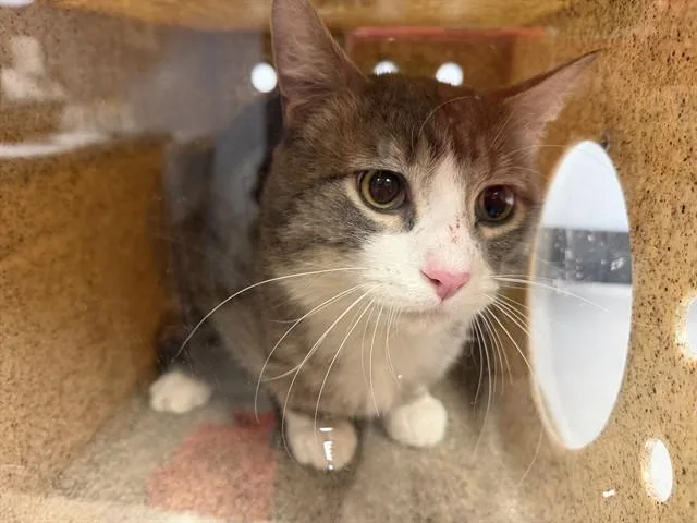A young medium-sized male Domestic Short Hair cat named Marc for adoption in Ames, IA