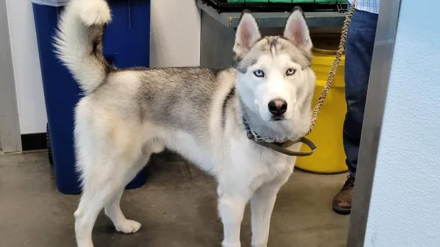 An adult large-sized male Siberian Husky dog named Sparky for adoption in Chatsworth, CA
