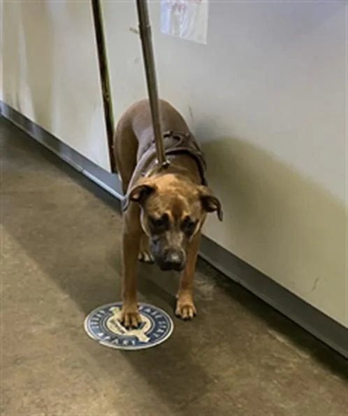 A young large-sized female Mixed Breed dog named Rocket for adoption in Los Angeles, CA