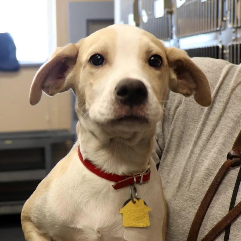 A baby small-sized female Mixed Breed dog named Tator for adoption in Port Washington, NY