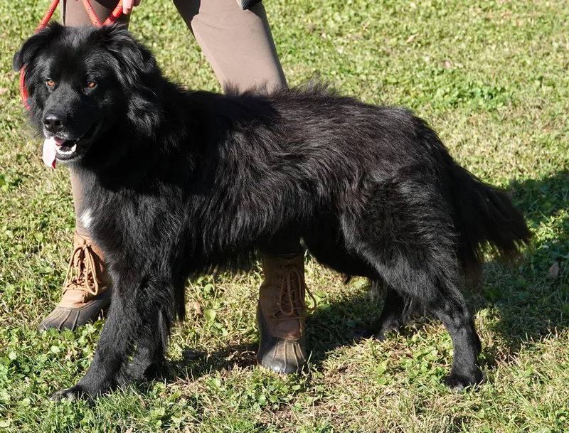 A young large-sized male Black Newfoundland Dog named Harry for adoption in Millfield, OH