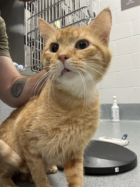 An adult medium-sized male Domestic Short Hair cat named Chanel No. for adoption in Indianapolis, IN
