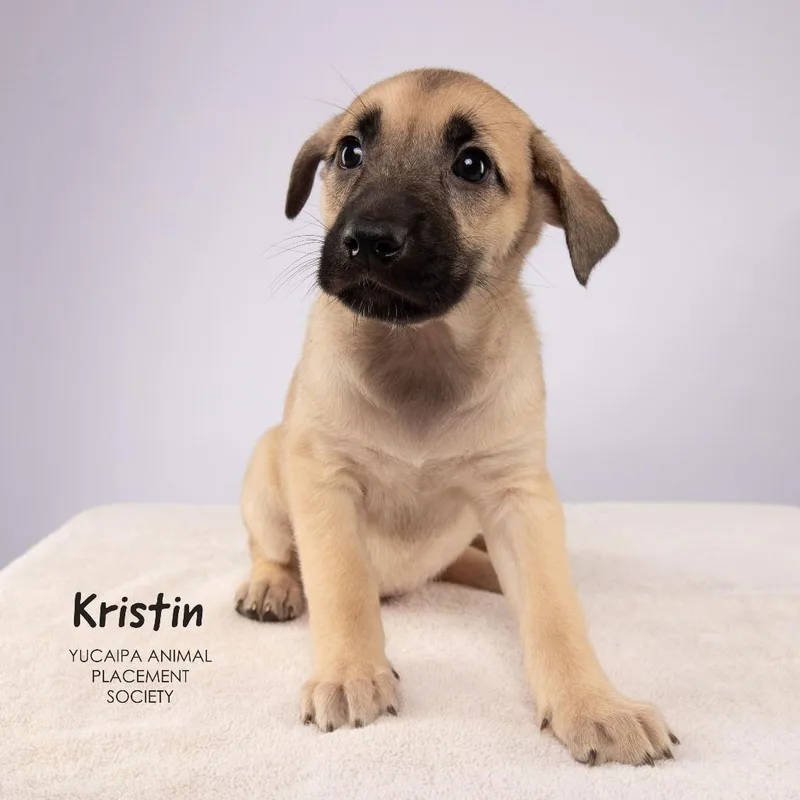 A baby medium-sized female Yellow / Tan / Blond / Fawn Shepherd dog named Kristin for adoption in Yucaipa, CA