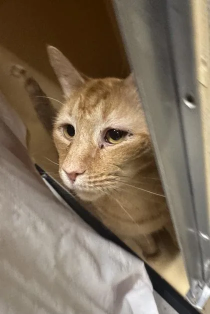 An adult large-sized male Domestic Short Hair cat named Bart for adoption in Clarks Summit, PA