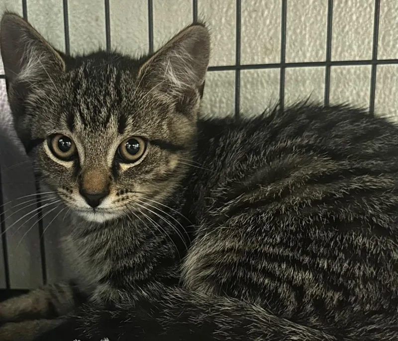 A baby medium-sized female Domestic Short Hair cat named Blair for adoption in Saginaw, MI