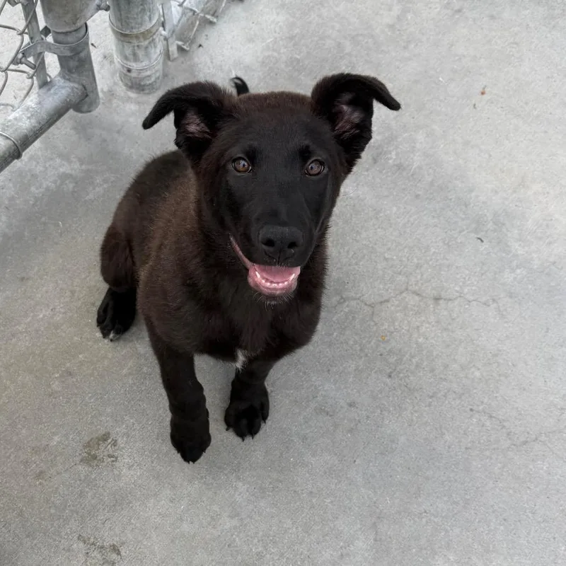A baby medium-sized female Black Labrador Retriever dog named Doohickey for adoption in Detroit Lakes, MN