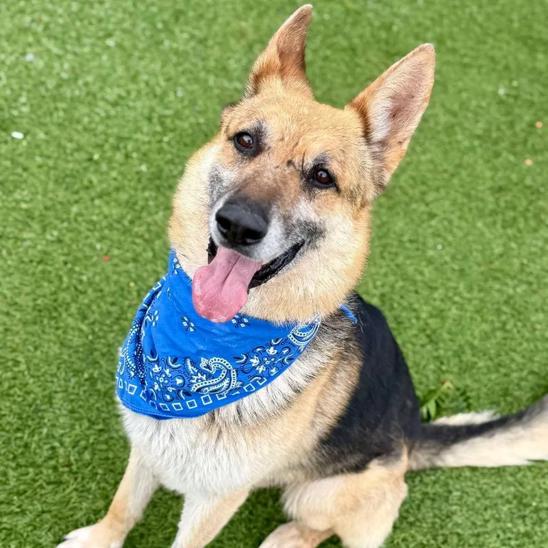 A senior medium-sized male Black German Shepherd Dog dog named Samuel for adoption in Henderson, NV