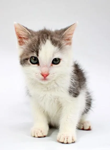 A baby small-sized female Domestic Short Hair cat named Sriracha for adoption in Morton Grove, IL