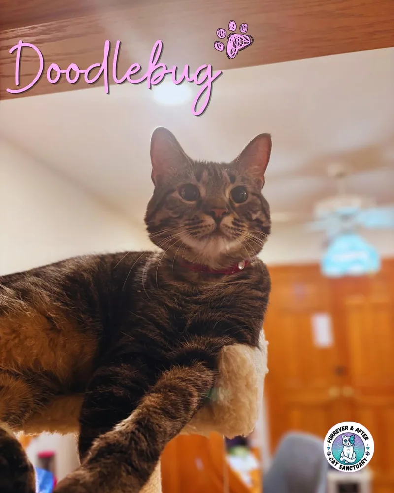 An adult medium-sized female Tabby (Brown / Chocolate) Domestic Short Hair cat named Doodlebug for adoption in Austintown, OH