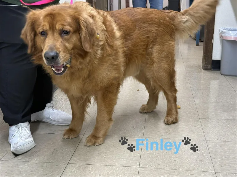Finley thumbnail 2