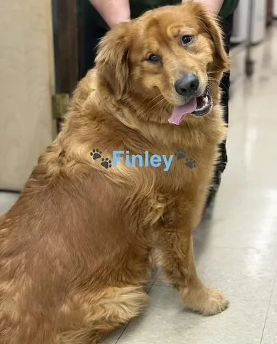 Finley thumbnail 3