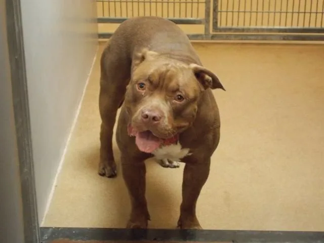 A young large-sized male Pit Bull Terrier dog named Canelo for adoption in Martinez, CA