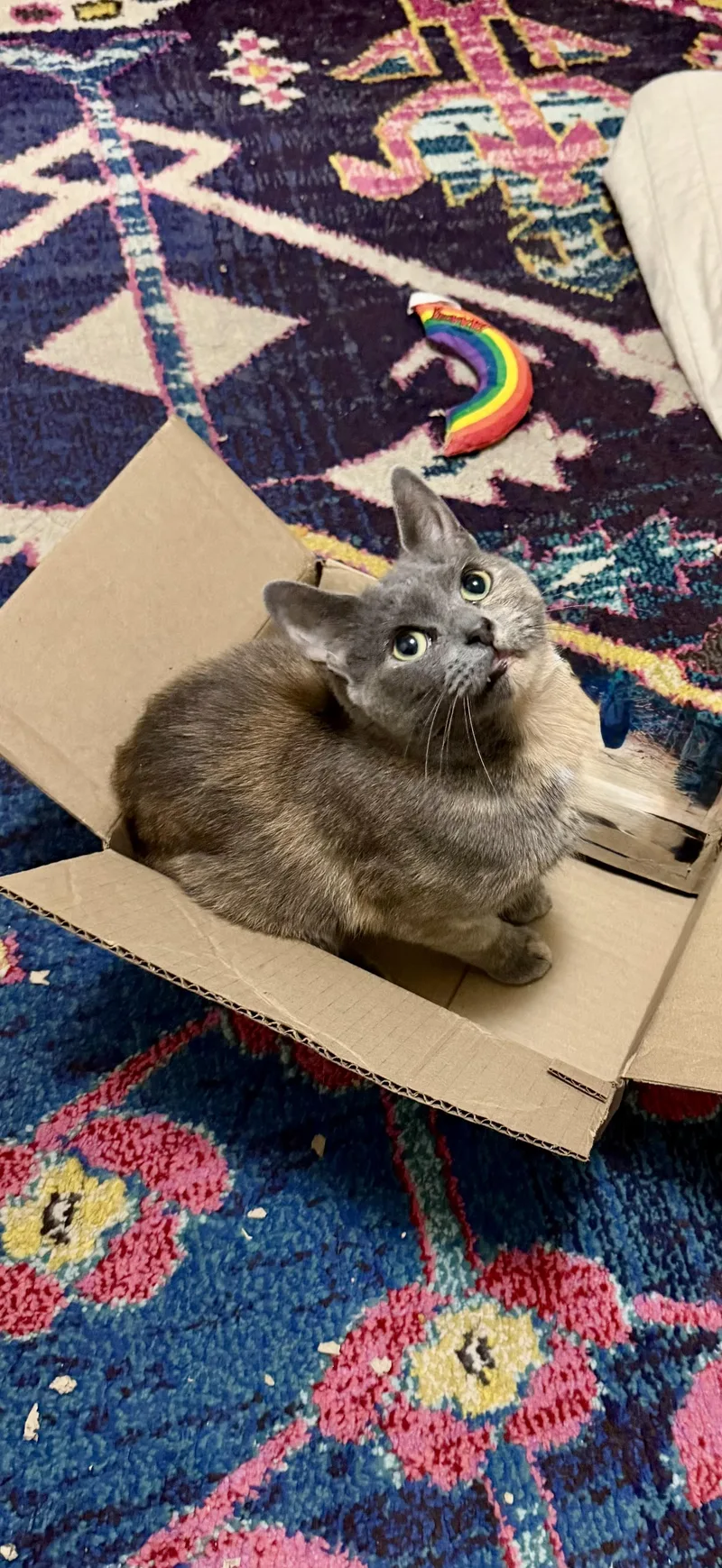 A young medium-sized female Torbie Dilute Tortoiseshell cat named Snickers for adoption in Medford, MA