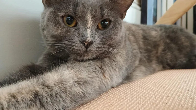 Snickers thumbnail 2