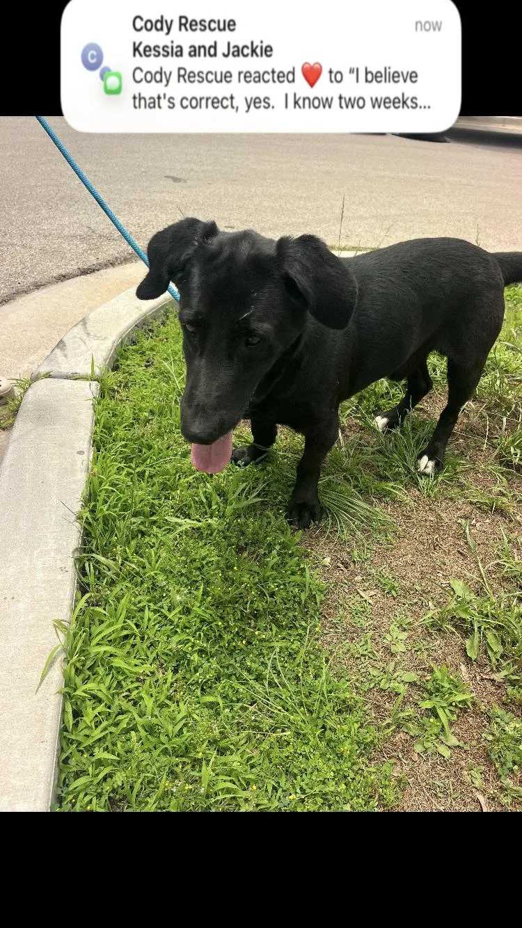An adult medium-sized male Black Basset Hound dog named Pepper for adoption in Paradise, TX