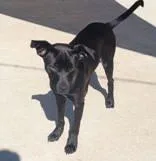 A young medium-sized male Black Mixed Breed dog named Drake for adoption in Commerce, TX