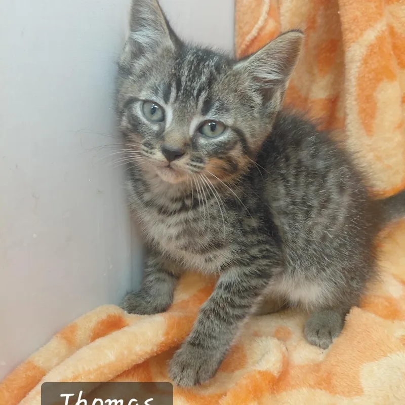A baby small-sized male Domestic Short Hair cat named Thomas for adoption in New Tazewell, TN