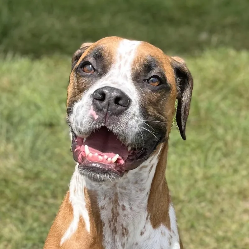 An adult medium-sized female Brown / Chocolate Boxer dog named Maggie for adoption in Fort Wayne, IN