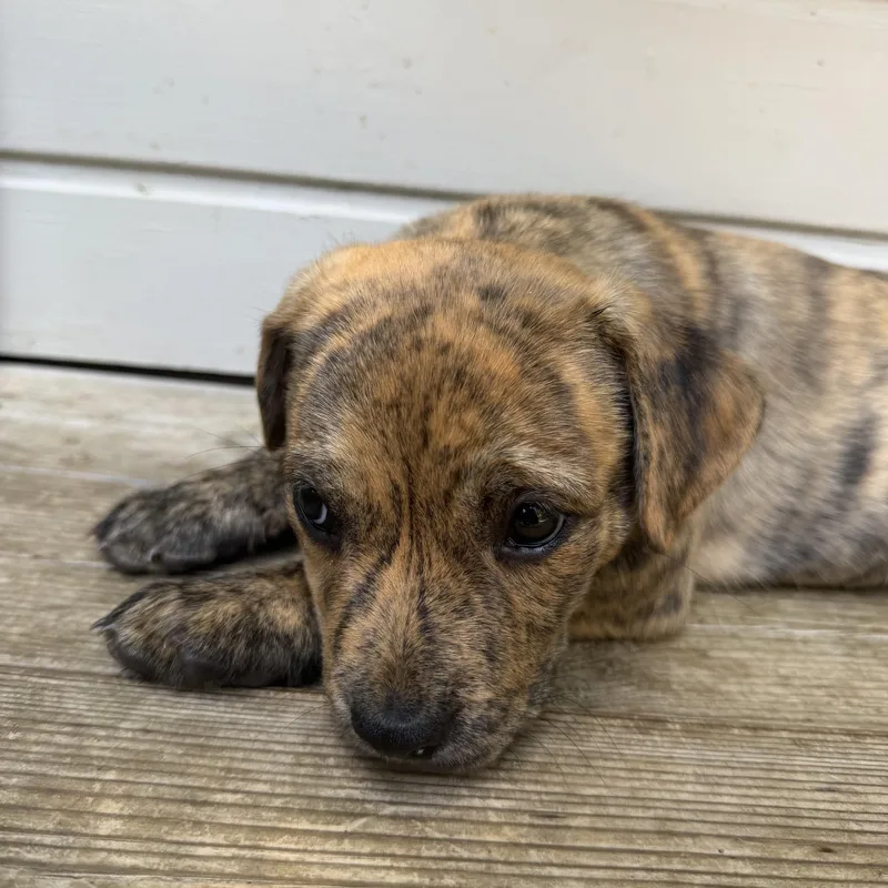 A baby medium-sized female Pit Bull Terrier dog named Hart for adoption in Burbank, CA